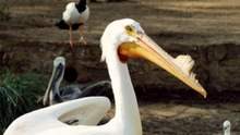 Meet the pelicans of the San Antonio Zoo: species spotlight