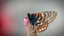 Butterflies: why they matter to Earth's ecosystems