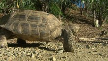 Why Tortoises Don't Make Great Pets in Urban Areas?