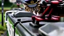 雨の駅で、駅長猫が軒下に体を押し込む。雫が鼻にぽとり【駅長猫編】#shorts
