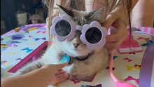 Gentle Cat Remains Relaxed While Young Girl Pretends to Be a Doctor