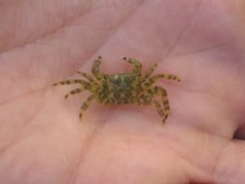 NATURAL by tony danis greece hellas