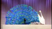 44回21番 美の競演