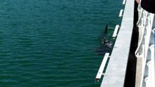 «Заблудившаяся» акула привлекает более миллиона посетителей в Южной Корее