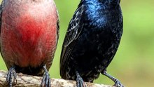 Bico de Lacre x Tiziu #Passaros #AvesDoBrasil #CuriosidadesDosPassaros #bicodelacre #tiziu