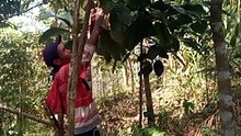 Ketawa
