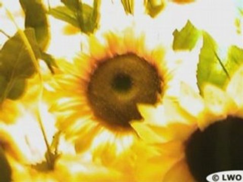 Des tournesols illuminent la nuit (Paris, Nuit Blanche 2007)