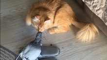 Unexpected Encounter: Blind Pigeon Approaches Rescue Cat