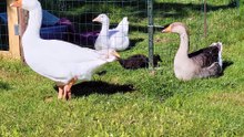 The birds enjoy a lazy afternoon in the sun. | #SparklegleamFarm #MTM #Lemongrab #DVD #DickVanDuck #MaryTylerMolt #Tooey #Lemonhope #farm #ducks #farmanimals #UNACCEPTABLE #cute