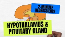 2-Minute Neuroscience: Hypothalamus & Pituitary Gland | Brain Anatomy Explained, Hormones, and Homeostasis