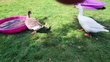 Plop wonders how the heck he's gonna get up that enormous cliff to enjoy the pool. | #SparklegleamFarm #Lemongrab #Plop #Tooey #homestead #goose #farmanimals #soft #cute