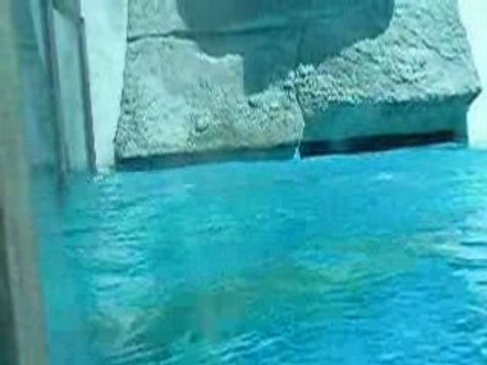 Un ours acrobate