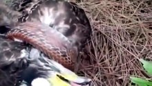Nature's Deadlock: An Eagle and Snake Found Dead, Still Locked...