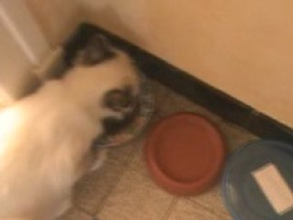 Chipie au soleil et Diamant qui mange