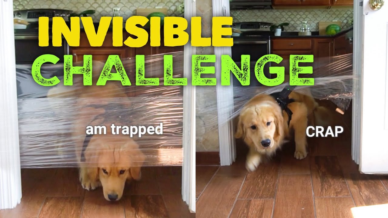 Golden Retriever Reacts to the Invisible Challenge | Funny Dog Reaction