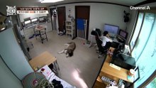 심장에 해로운 영상 ㅠㅠ 성주 & 태진 등장에 애교로 맞아주는 댕댕이들