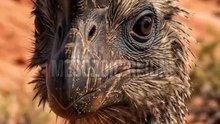 Citipati — The Dinosaur That Protected Its Nest