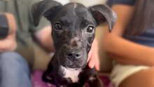 Puppy Mistaken For 9 Weeks Old Makes Amazing Comeback