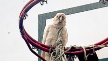 Parrot Gets Trapped While His Flock Refuses To Leave