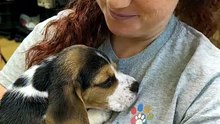😴 Beagle Puppy Falls Asleep in Rescuer's Arms — Safe at Last 🐾