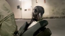 Animal Rescuers Turn Iceland Vacation Into A Rescue