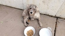 Dog Who Couldn't Walk Starts Running For His Family