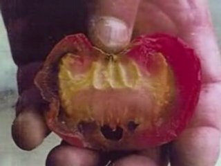 Miracles de la Nature