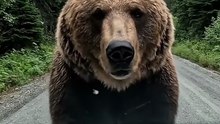 POV: This Bear Came WAY Too Close 😳🐻