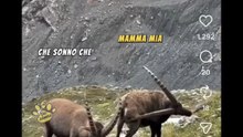 Animali doppiati e che ballano