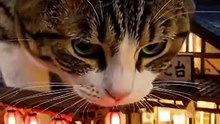 花火の夜。駅長猫が見とれて、臨時列車を見送る【駅長猫編】#shorts