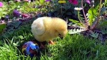Tiny Chick Discovers a Shiny Marble! 🐤😲 #shorts #funny #cute #animals #comedy