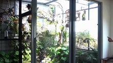 Un mini aviario en casa: relajación garantizada todos los días 😌🦜🌿