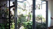 A Tiny Aviary at Home—Your Daily Dose of Healing 😌🦜🌿