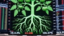 Tomato Farmer vs Wall Street Red Soil Upset