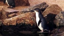 Little Penguins on SA's Granite Island