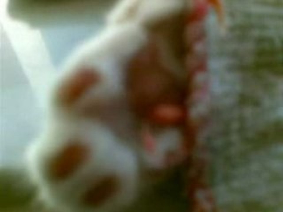 Phoenix's Cat 2