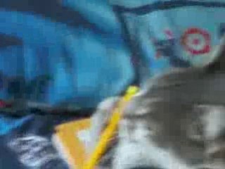 La plus belle des chattes!