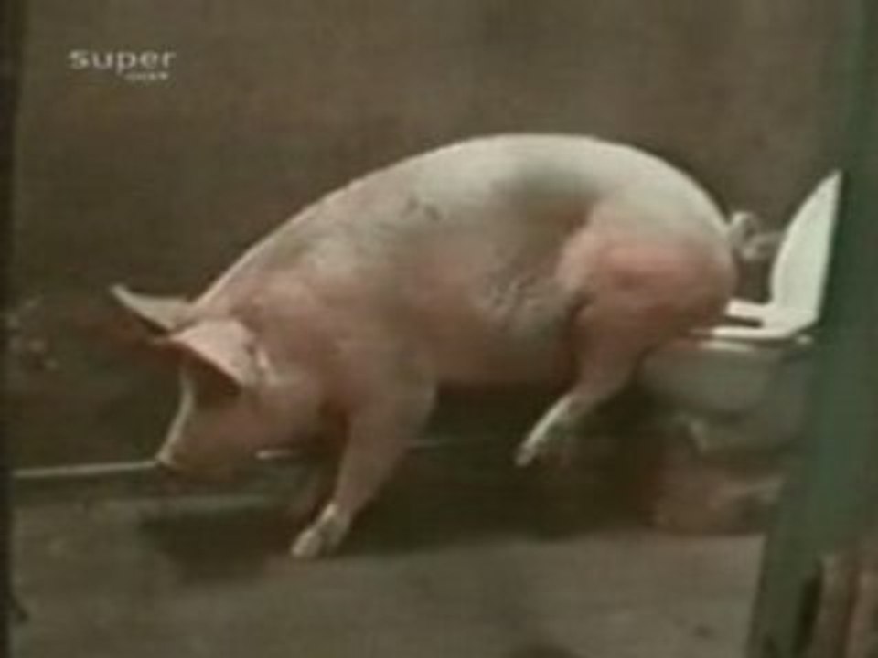 Qui a dit les cochons degueux !!!