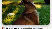 The method for training your dog in 15 minutes a day: Complete training guide designed by a dog expert: obedience, cleanliness, barking. — Christelle Chartier