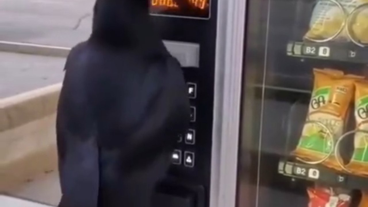Wild Crow Uses Money In A Vending Machine To Buy Chips | Animal ...