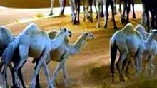 قصص وقصائد بنيه الجربا الشيخ عبدالكريم الجربا (2)