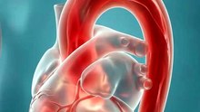 The Aorta: Your Body’s Main Arterial Highway  | 3D Anatomy Explained