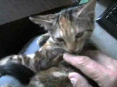 Chatons sur mes genoux