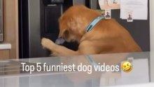 Top 5 funniest dog videos 🤣