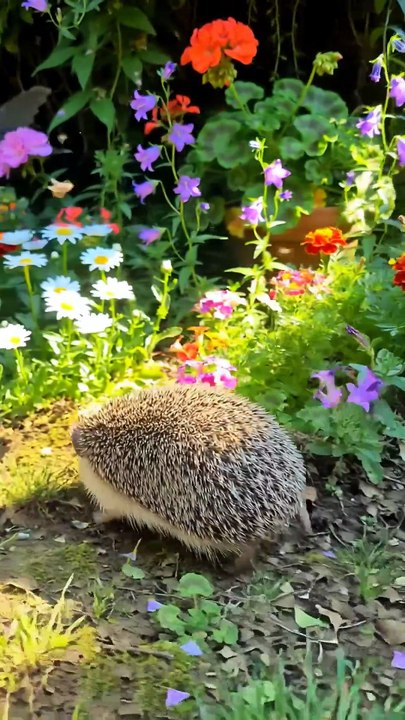 Hazel the Baby Hedgehog Stuck in the Flower Pot 🐾 | Animal Rescue ...