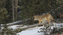 Wolves vs. Coyotes: How to Tell Them Apart in the Wild
