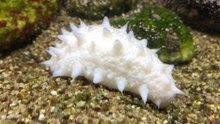 A closer look at the 20-tentacled Pacific depths creature