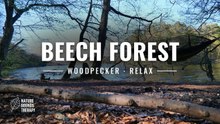 Woodpecker and Bird Sounds · Beech Forest Lakeshore