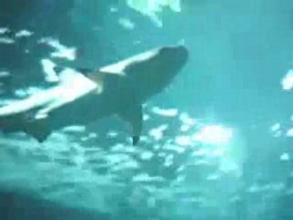 Requin