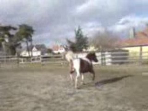 saut d'obstacle en liberté océan